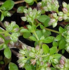 Polycarpon tetraphyllum (Four-leaf Allseed) at Flea Bog Flat, Bruce - 26 Oct 2020 by tpreston