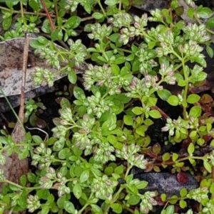 Polycarpon tetraphyllum at Bruce, ACT - 26 Oct 2020