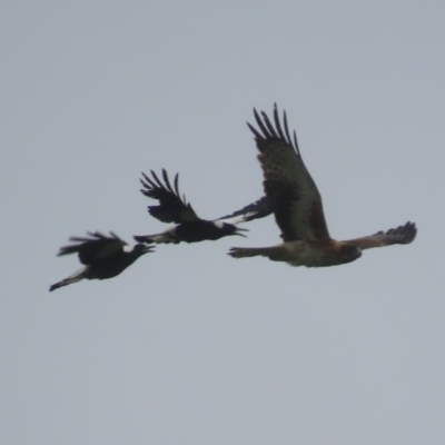 Hieraaetus morphnoides (Little Eagle) at Fyshwick, ACT - 25 Oct 2020 by roymcd