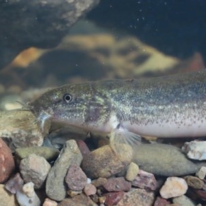 Misgurnus anguillicaudatus at Griffith, ACT - 25 Oct 2020