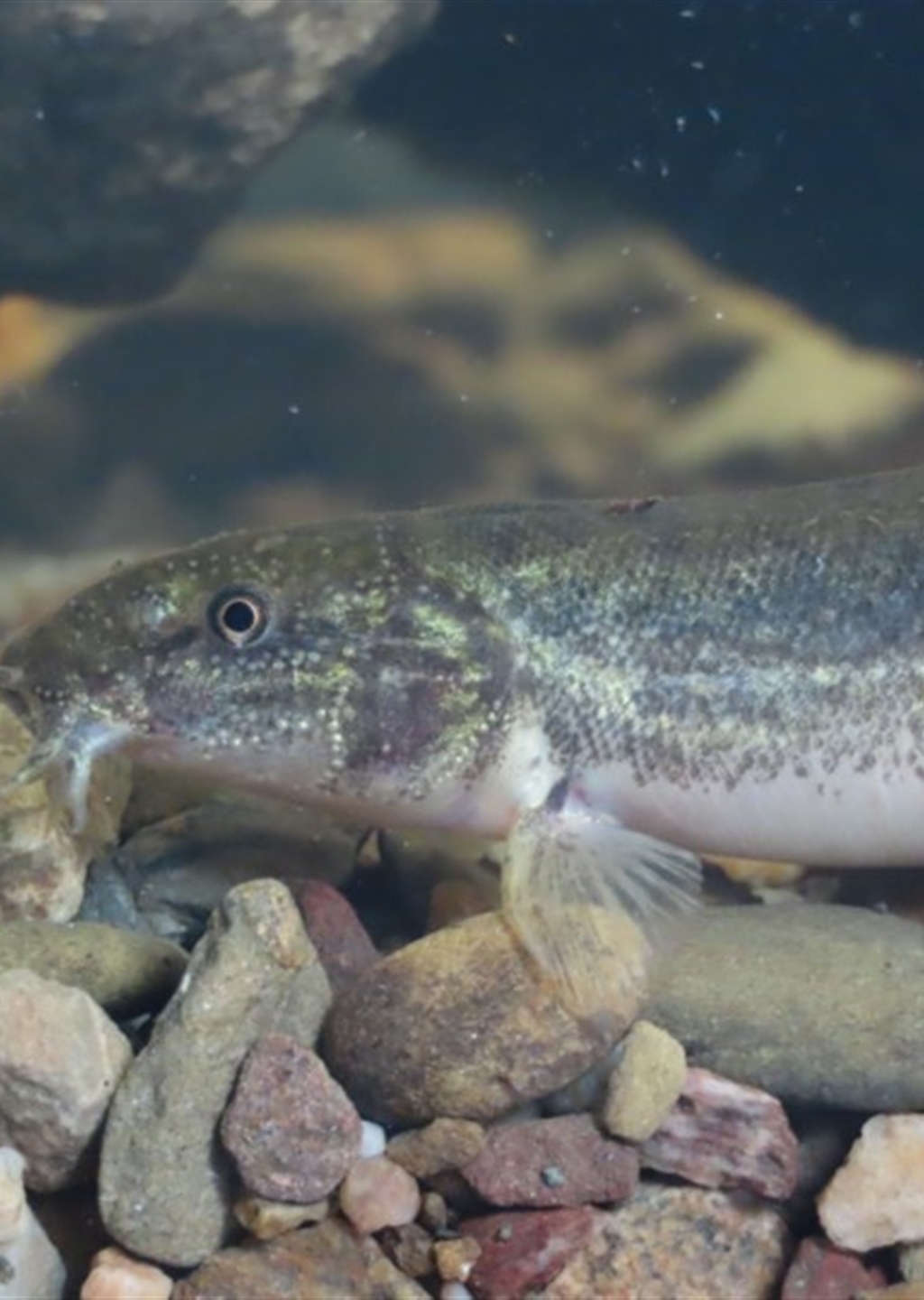 Misgurnus anguillicaudatus at Griffith, ACT - Canberra & Southern ...