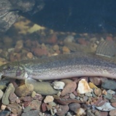 Misgurnus anguillicaudatus at Griffith, ACT - suppressed