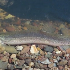 Misgurnus anguillicaudatus at Griffith, ACT - suppressed