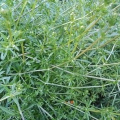 Galium aparine (Goosegrass, Cleavers) at Point Hut to Tharwa - 26 Oct 2020 by michaelb