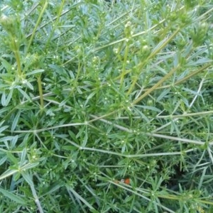 Galium aparine at Paddys River, ACT - 26 Oct 2020