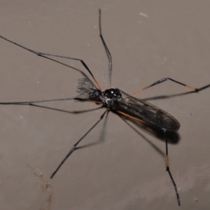 Gynoplistia sp. (genus) at Acton, ACT - 25 Oct 2020