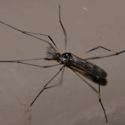 Gynoplistia sp. (genus) (Crane fly) at ANBG - 25 Oct 2020 by TimL