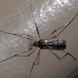 Gynoplistia sp. (genus) at Acton, ACT - 25 Oct 2020