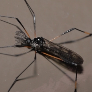 Gynoplistia sp. (genus) at Acton, ACT - 25 Oct 2020