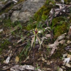 Caladenia atrovespa (Green-comb Spider Orchid) at Tralee, NSW - 26 Oct 2020 by IanBurns