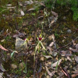 Caladenia atrovespa at Tralee, NSW - suppressed