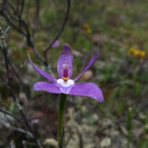 Glossodia major at Tralee, NSW - suppressed