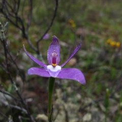 Glossodia major (Wax Lip Orchid) at Tralee, NSW - 26 Oct 2020 by IanBurns