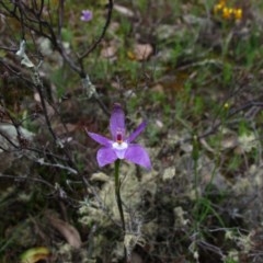 Glossodia major at Tralee, NSW - suppressed