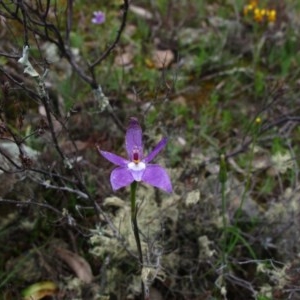 Glossodia major at Tralee, NSW - suppressed