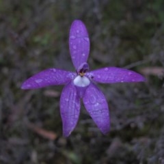 Glossodia major at Tralee, NSW - 26 Oct 2020