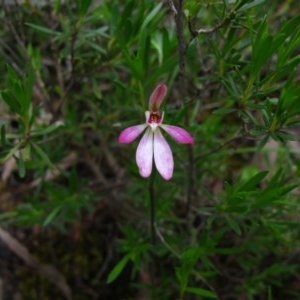 Caladenia sp. at Tralee, NSW - suppressed