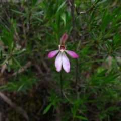 Caladenia sp. at Tralee, NSW - 26 Oct 2020 by IanBurns