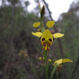 Diuris sulphurea at Tralee, NSW - 26 Oct 2020