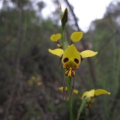 Diuris sulphurea (Tiger orchid) at Tralee, NSW - 26 Oct 2020 by IanBurns