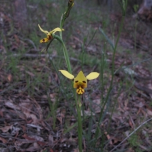 Diuris sulphurea at Tralee, NSW - 26 Oct 2020