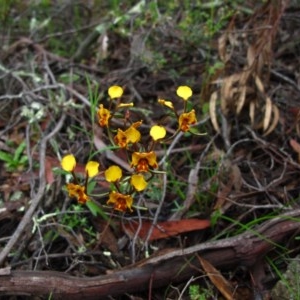 Diuris semilunulata at Tralee, NSW - 26 Oct 2020