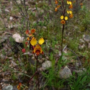 Diuris semilunulata at Tralee, NSW - 26 Oct 2020