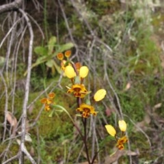 Diuris semilunulata at Tralee, NSW - 26 Oct 2020