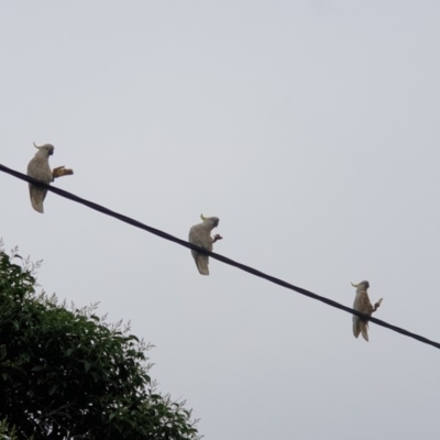 Cacatua galerita (Sulphur-crested Cockatoo) at Albury, NSW - 25 Oct 2020 by ClaireSee