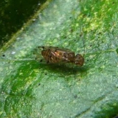 Psocodea 'Psocoptera' sp. (order) (Unidentified plant louse) at Kambah, ACT - 26 Oct 2020 by HarveyPerkins