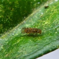 Psocodea 'Psocoptera' sp. (order) at Kambah, ACT - 26 Oct 2020