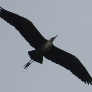 Ardea pacifica at Fyshwick, ACT - 25 Oct 2020