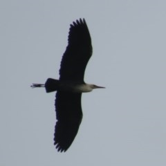 Ardea pacifica at Fyshwick, ACT - suppressed