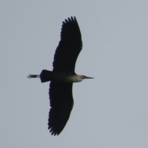 Ardea pacifica at Fyshwick, ACT - 25 Oct 2020