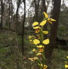 Diuris sulphurea (Tiger Orchid) at Mount Ainslie - 24 Oct 2020 by WalterEgo