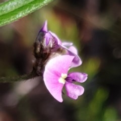 Glycine clandestina (Twining Glycine) at Mount Painter - 14 Oct 2020 by drakes