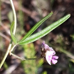 Glycine clandestina at Cook, ACT - 15 Oct 2020