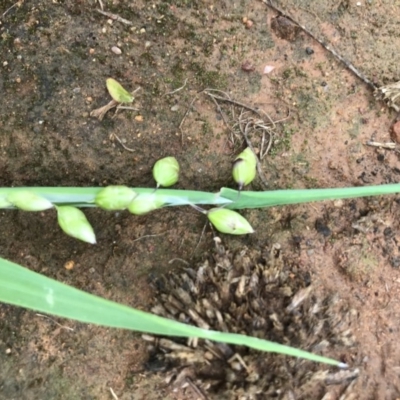 Briza maxima (Quaking Grass, Blowfly Grass) at Griffith Woodland - 26 Oct 2020 by ianandlibby1