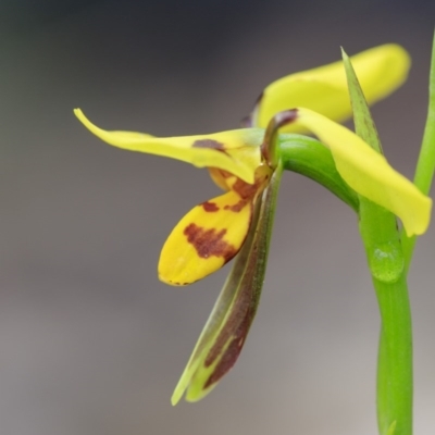 Diuris sulphurea (Tiger Orchid) at Paddys River, ACT - 25 Oct 2020 by IanH