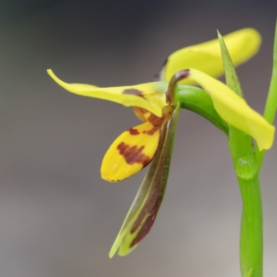 Diuris sulphurea (Tiger Orchid) at Paddys River, ACT - 26 Oct 2020 by IanH