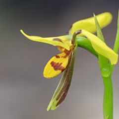 Diuris sulphurea (Tiger Orchid) at Paddys River, ACT - 25 Oct 2020 by IanH