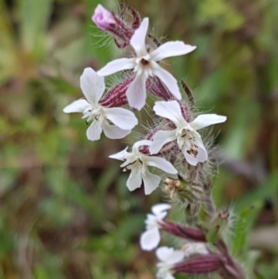 Silene gallica var. gallica (French Catchfly) at O'Connor, ACT - 27 Oct 2020 by trevorpreston