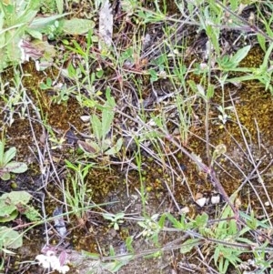 Silene gallica var. gallica at O'Connor, ACT - 27 Oct 2020