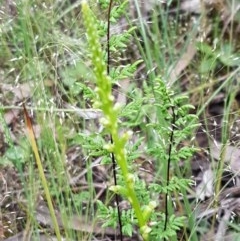 Microtis sp. (Onion Orchid) at Lyneham, ACT - 26 Oct 2020 by tpreston