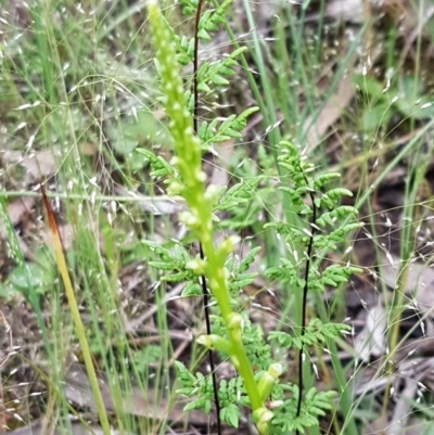 Microtis sp. (Onion Orchid) at Lyneham, ACT - 26 Oct 2020 by tpreston
