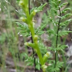 Microtis sp. at Lyneham, ACT - suppressed