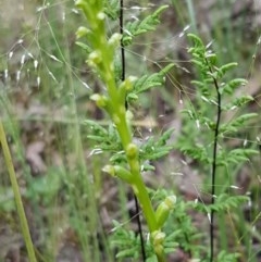 Microtis sp. at Lyneham, ACT - suppressed