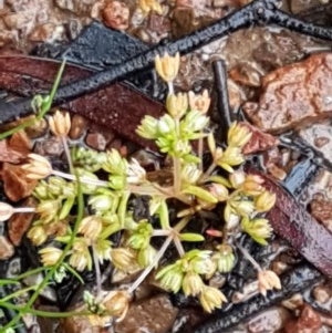 Crassula decumbens var. decumbens at Lyneham, ACT - 27 Oct 2020