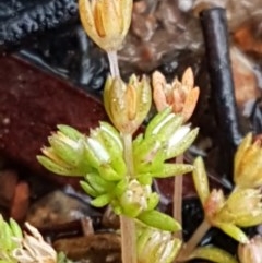 Crassula decumbens var. decumbens at Lyneham, ACT - 27 Oct 2020