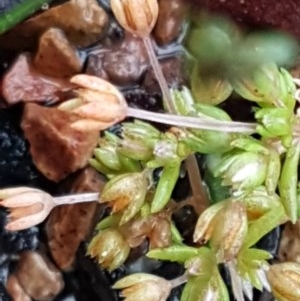 Crassula decumbens var. decumbens at Lyneham, ACT - 27 Oct 2020